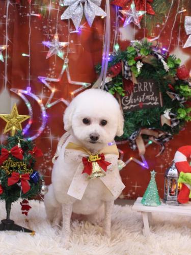 20231217MAPLEちゃん